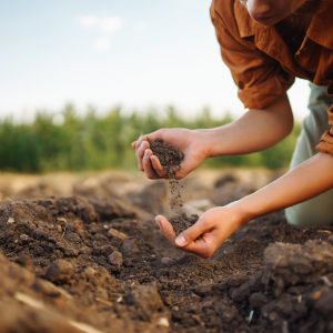 Why Healthy Soil Matters: How Food Waste and Compost Support Soil Health in New Zealand