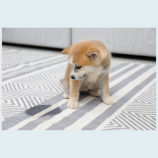 Pet Stain & Odour Control
