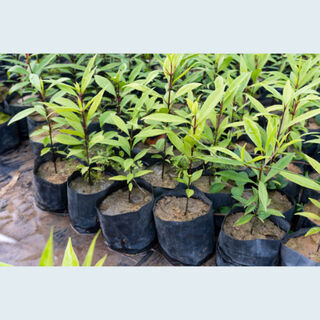 Plastic Garden Bags | Heavy Duty Garden Bags NZ