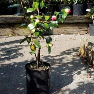Planter Bags (PBS)/Sprayguards 130X130X280-100 BLACK PB6,1/2 - Flexoplas